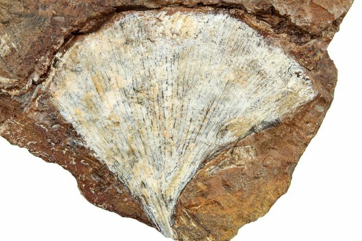 Ginkgo Leaf From North Dakota - Paleocene #253841